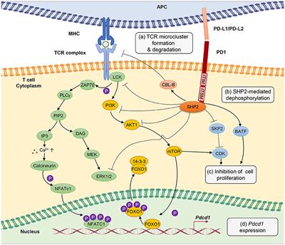 Frontiers | T-Cell Exhaustion in Chronic Infections: Reversing the ...