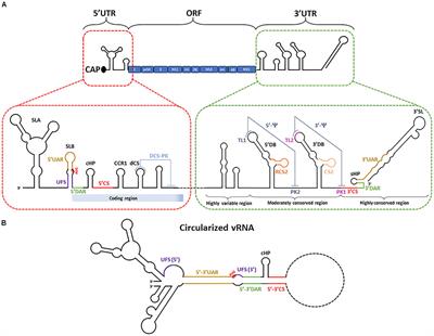 Frontiers The Multiples Fates Of The Flavivirus Rna Genome During Pathogenesis Genetics