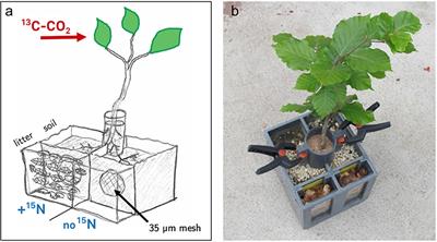 Frontiers Rapid Transfer Of Plant Photosynthates To Soil