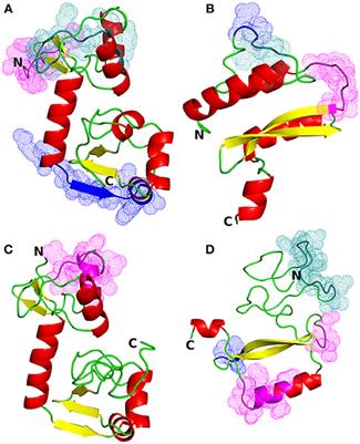 Frontiers Antigenic Peptide Prediction From E6 And E7 Oncoproteins Of Hpv Types 16 And 18 For Therapeutic Vaccine Design Using Immunoinformatics And Md Simulation Analysis Immunology