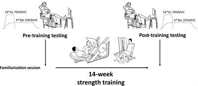 Isometric Knee Extension at 90∞ in the Leg Press Sled