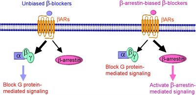 Frontiers Therapeutic Targets For Treatment Of Heart Failure Focus On Grks And B Arrestins Affecting Bar Signaling Pharmacology