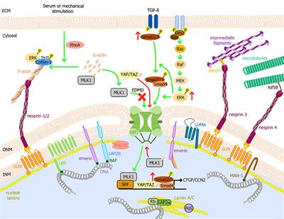 Frontiers | The Pathogenesis and Therapies of Striated Muscle Laminopathies