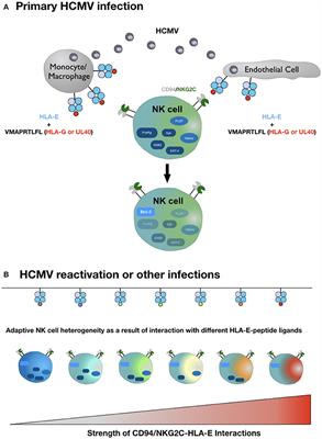 Frontiers Hla E Peptide Repertoire And Dimorphism Centerpieces In The Adaptive Nk Cell Puzzle Immunology