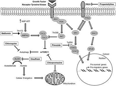 Frontiers | Developments in Blood-Brain Barrier Penetrance and Drug ...