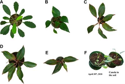 LiDARPheno – A Low-Cost LiDAR-Based 3D Scanning System for Leaf Morphological Trait Extraction