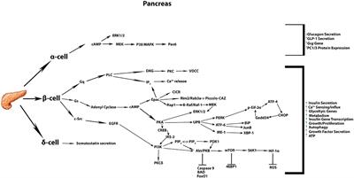 Frontiers Pleiotropic Effects Of Glp 1 And Analogs On Cell Signaling Metabolism And Function Endocrinology