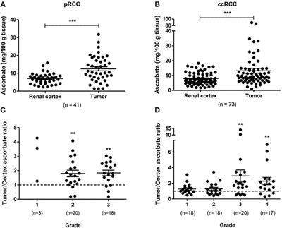 Frontiers | The Association Between Ascorbate and the Hypoxia-Inducible ...