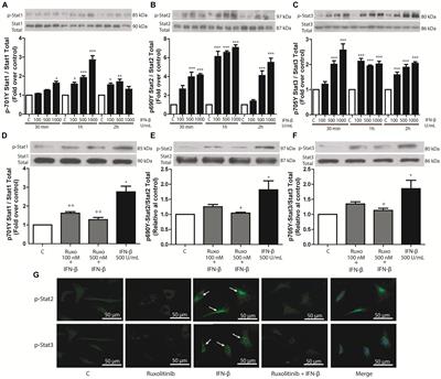 Frontiers Ifn B Plays Both Pro And Anti Inflammatory Roles In The Rat Cardiac Fibroblast Through Differential Stat Protein Activation Pharmacology