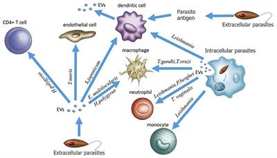 Frontiers | Extracellular Vesicle-Mediated Communication Within Host ...