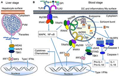 Frontiers Parasite Recognition And Signaling Mechanisms In