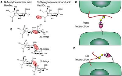 Frontiers | Modulation of Immune Tolerance via Siglec-Sialic Acid Interactions