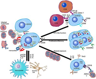 Frontiers | γδ T Cells in Antimalarial Immunity: New Insights Into ...