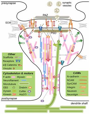 Engineered adhesion molecules drive synapse organization