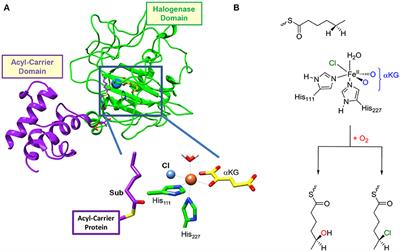 How Is Substrate Halogenation Triggered by the Vanadium