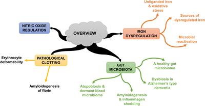 Frontiers | Iron Dysregulation and Dormant Microbes as Causative Agents ...