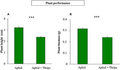 Frontiers Role Of Thrips Omnivory And Their Aggregation