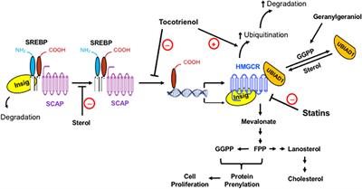 Frontiers | The Potential of Isoprenoids in Adjuvant Cancer Therapy to ...