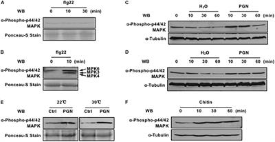 Frontiers Non Tal Effectors From Xanthomonas Oryzae Pv