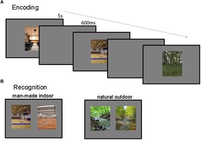 Frontiers | Survival of the Fittest: Increased Stimulus Competition ...