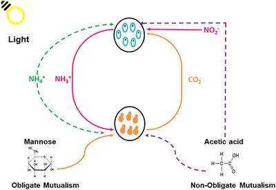 Frontiers Nutrient Exchange Of Carbon And Nitrogen Promotes The Formation Of Stable Mutualisms Between Chlorella Sorokiniana And Saccharomyces Cerevisiae Under Engineered Synthetic Growth Conditions Microbiology
