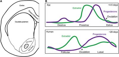 Frontiers  Estradiol Fluctuation, Sensitivity to Stress, and