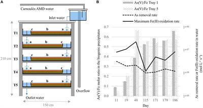 Frontiers Dynamics Of Bacterial Communities Mediating The