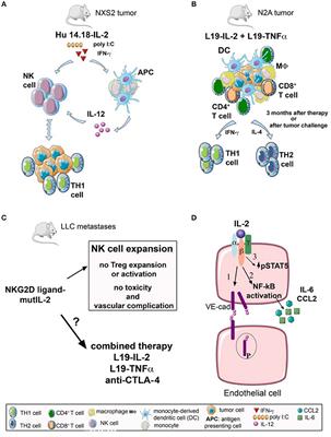 Frontiers Anti Cancer Therapies Employing Il 2 Cytokine Tumor Targeting Contribution Of Innate Adaptive And Immunosuppressive Cells In The Anti Tumor Efficacy Immunology