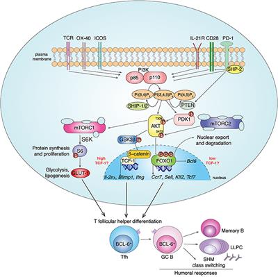 Frontiers | PI3K Orchestrates T Follicular Helper Cell Differentiation ...