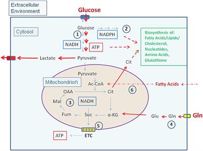 Frontiers | How Viral and Intracellular Bacterial Pathogens Reprogram ...