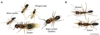 Frontiers | Polyphenism – A Window Into Gene-Environment Interactions ...