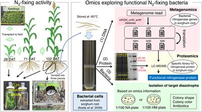 Frontiers | Identification of Nitrogen-Fixing Bradyrhizobium Associated ...