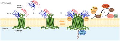 Frontiers | Chaperone Mediated Autophagy in the Crosstalk of ...