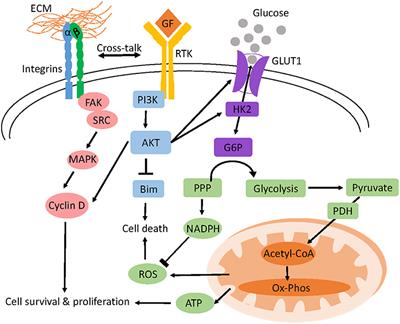 Frontiers | Organoids Increase the Predictive Value of in vitro Cancer ...