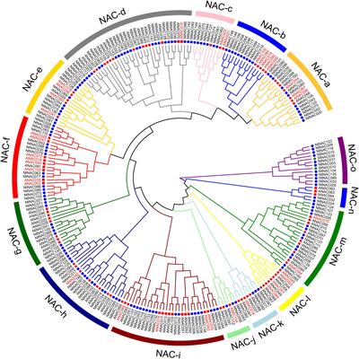 Frontiers | NAC Family Transcription Factors in Tobacco and Their ...