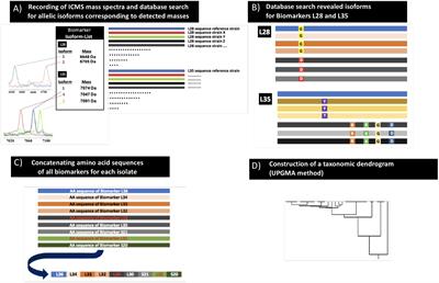 Frontiers Proteotyping Of Clostridioides Difficile As Alternate Typing Method To Ribotyping Is Able To Distinguish The Ribotypes Rt027 And Rt176 From Other Ribotypes Microbiology