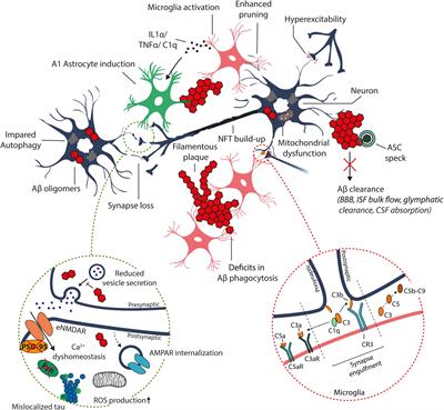 Frontiers | Molecular Mechanisms of Synaptotoxicity and ...