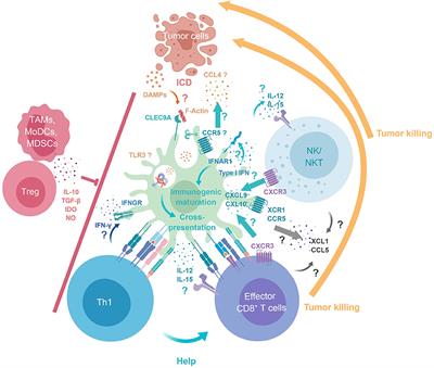 Frontiers Are Conventional Type 1 Dendritic Cells Critical For Protective Antitumor Immunity And How Immunology