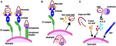 Frontiers | Neutrophils and Malaria