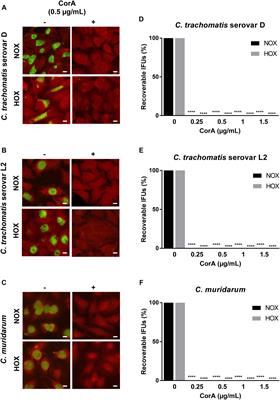 Frontiers Elaborations On Corallopyronin A As A Novel Treatment Strategy Against Genital Chlamydial Infections Microbiology