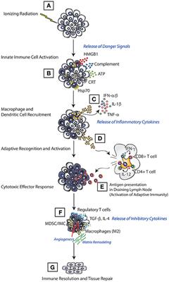 Frontiers Targeting Innate Immunity To Enhance The Efficacy Of Radiation Therapy Immunology