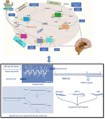 Frontiers | Peptides and Peptidomimetics as Potential Antiobesity ...