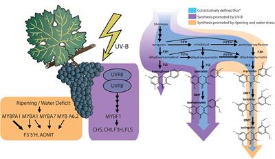 Frontiers Flavonol Profile Is A Reliable Indicator To Assess Canopy Architecture And The Exposure Of Red Wine Grapes To Solar Radiation Plant Science