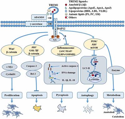 Frontiers | TREM2 in Alzheimer’s Disease: Microglial Survival and ...