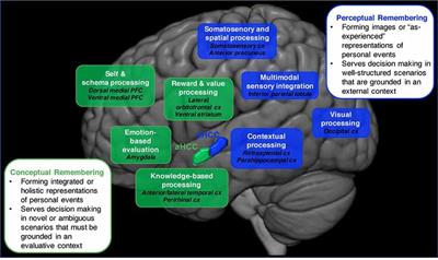 Frontiers | A Neurocognitive Perspective on the Forms and Functions of ...