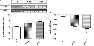 Frontiers Both 3 3 5 Triiodothyronine And 3 5 Diodo L Thyronine Are Able To Repair Mitochondrial Dna Damage But By Different Mechanisms Endocrinology