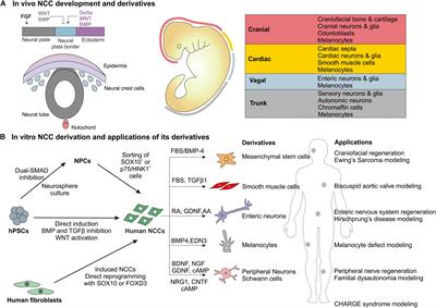 Frontiers | Human Pluripotent Stem Cell-Derived Neural Crest Cells for ...