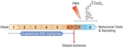 Frontiers - Photobiomodulation and Coenzyme Q10 Treatments Attenuate Cognitive Impairment ...