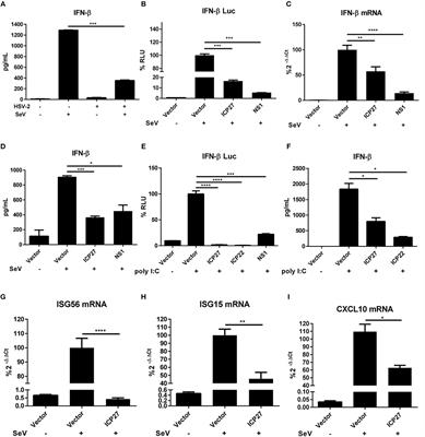 Frontiers Herpes Simplex Virus Type 2 Immediate Early Protein Icp27 Inhibits Ifn B Production In Mucosal Epithelial Cells By Antagonizing Irf3 Activation Immunology