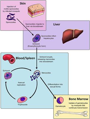 Frontiers | Dendritic Cell Responses and Function in Malaria